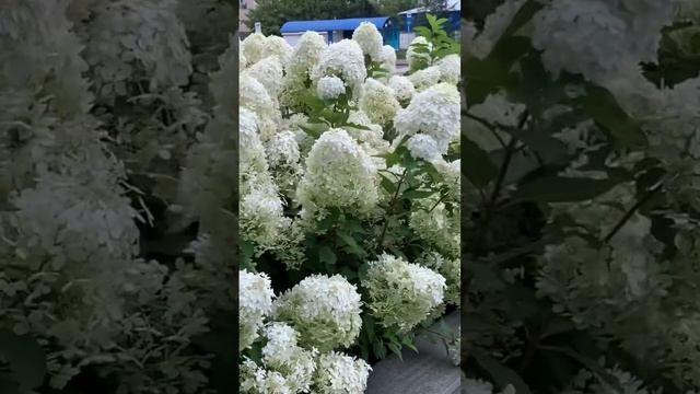 #hydrangea #flower #садгортензий #garden #гортензия #метельчатаягортензия #paniculata #hortensia