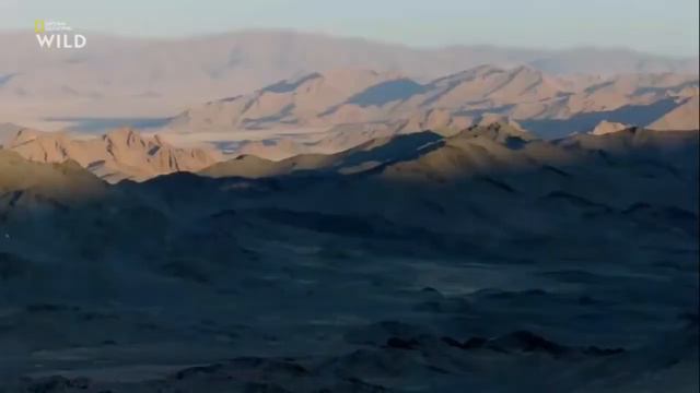 Дикая природа Монголии. Nat Geo Wild смотреть онлайн