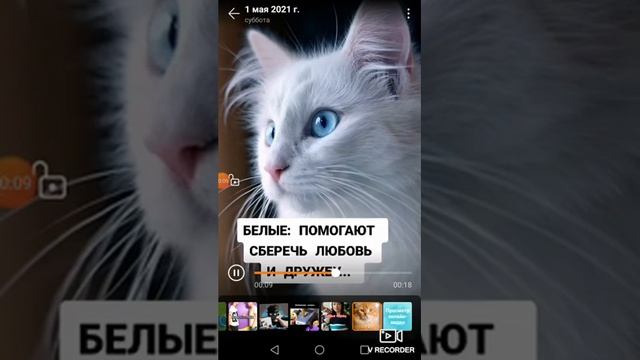 Что обозначает цвет кошки