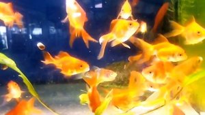 Золотые рыбки в аквариуме