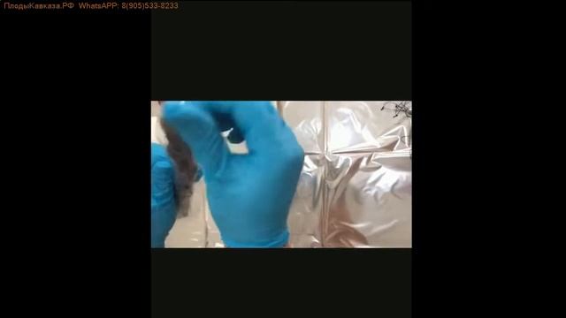 Как готовится чурчхела