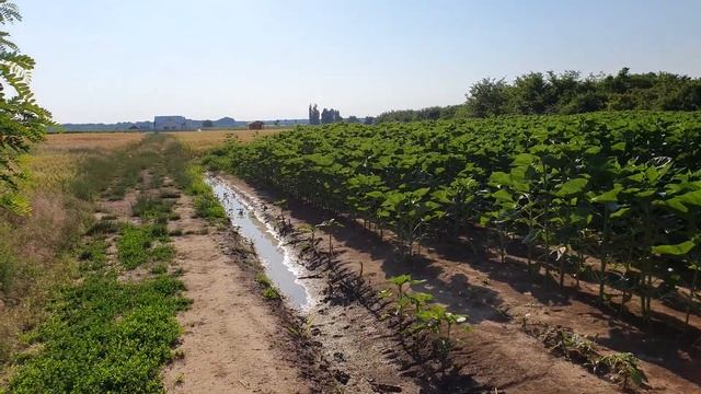 Путешествие по Румынии - Мы гуляем с Кирой смотреть онлайн