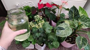 КАПАЮ под ВСЕ ЦВЕТЫ в ДЕКАБРЕ, ЭЛИКСИР для ЧАХНУЩИХ РАСТЕНИЙ, ВМИГ Прут и РАСТУТ как СУМАСШЕДШИЕ