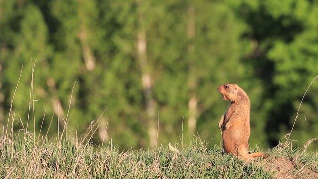 Наблюдение за колонией сурков (Байбаков) смотреть онлайн
