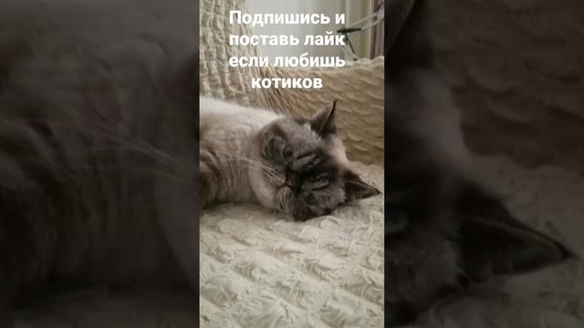 Самые милые фото кошки Плюши?#котики#подпишись#милашки#рекомендации#милыекотики#cats#cute#shorts