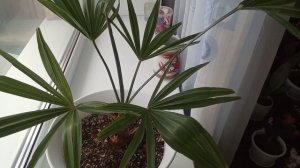 Комнатные Растения. Пальмы. 19 марта