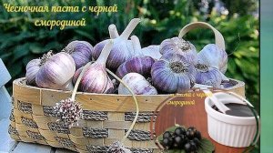 ЧЕСНОК СТАЛ ПОРТИТСЯ ДЕЛАЕМ ВКУСНЕЙШУЮ ПАСТУ СО СМОРОДИНОЙ.