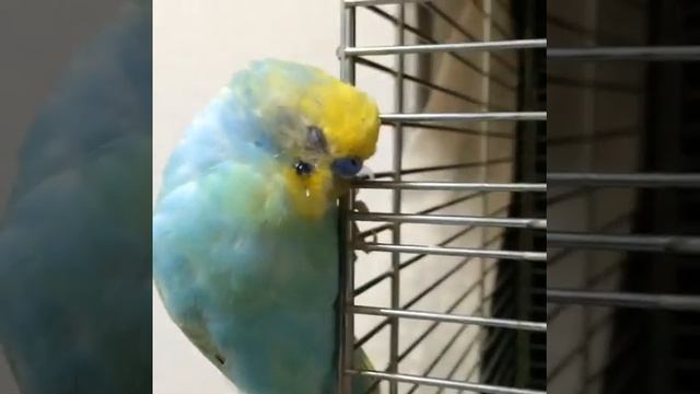 Радужный волнистый попугай сладко спит смотреть онлайн