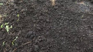 Срочно внесите это после Томатов! Почва сразу станет как новая! Плодородная и здоровая!