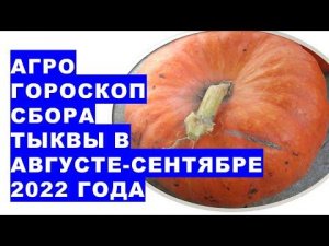 Агрогороскоп уборки урожая тыквы в августе - сентябре 2022 года