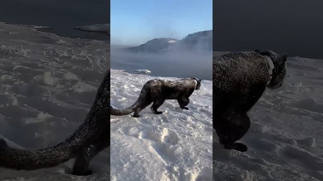 Happy 1st day of winter ❄️🎄😸 С первым днём зимы 🐾❄️❤️ смотреть онлайн