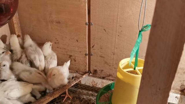 Бункерная кормушка в брудере для цыплят смотреть онлайн