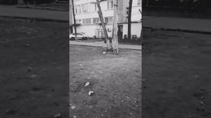 Прирученная сокол-пустельга. Kestrel on hand.