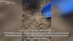 Гладиолусы в горшке. Посадка, выращивание и уход подробно. Дневник садовода