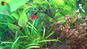 АКВАРИУМ БЕЗ ПОДМЕН ВОДЫ. Можно ли не менять воду в аквариуме?