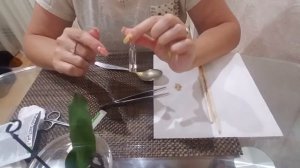 РИБАВ-ЭКСТРА для моих орхидей.💊 Орхидея СЮРПРИЗ без корней 11.08.2020