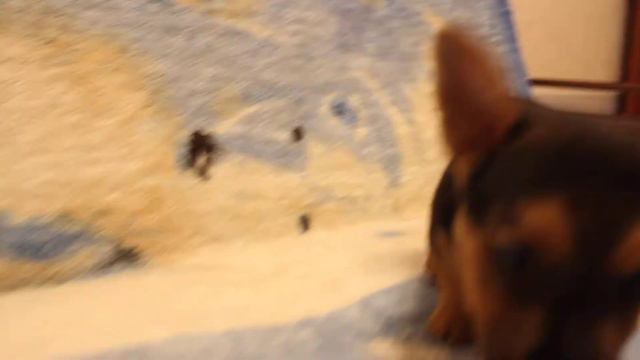 норвич терьер - мальчик Пифагор смотреть онлайн