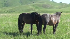 Жеребец Ятаган проверяет кобыл на жеребость
