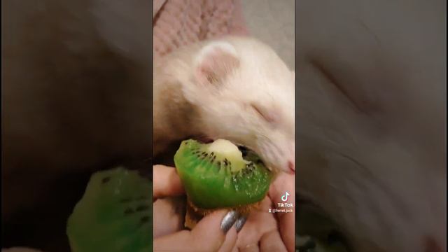 Ferret Jack eats qiwi. Ferrets of tiktok. Хорек Джек ест киви. Хорек в ТикТок. Хорек кушает фрукты.