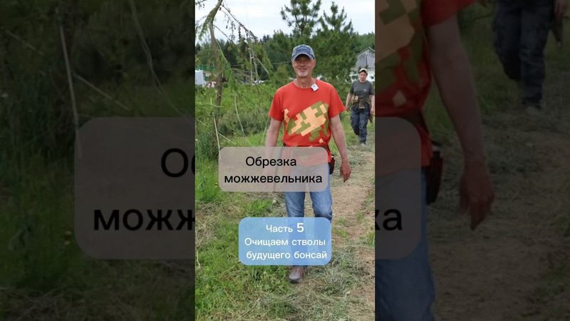 Обрезка можжевельника. Часть 5. Очищаем стволы будущего бонсай. #бонсай #bonsai #ниваки #сад