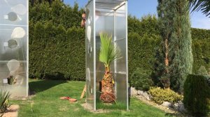 Palmy a Zahrady - Czech Republic-12.42018 - GLASSHOUSE REMOVAL -Washingtonia Robusta