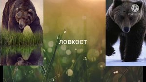 бурый медведь против каьдяка!!!
