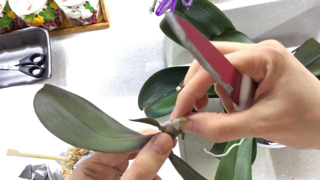 КАК ОТДЕЛИТЬ ДЕТКУ НА ЦВЕТОНОСЕ | Орхидея фаленопсис смотреть онлайн