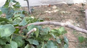 Мои ПАВЛОВНИИ 🍃Часто задаваемые вопросы. Срезали нижние ветки 🍀