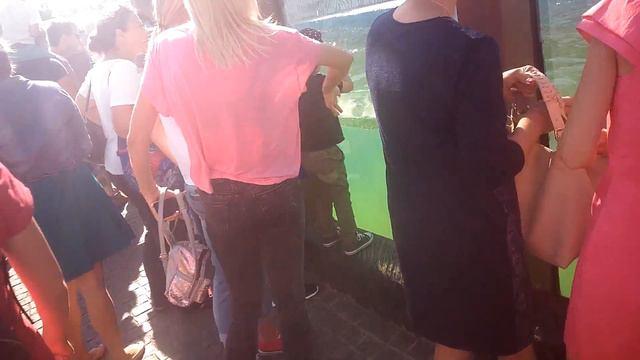 Медведь плавает. Зоопарк 12 месяцев. Киев смотреть онлайн