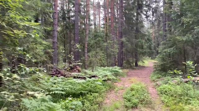 #279.Будни Вышивальщицы 10-20.07.22/Много вышиваю и гуляю/Финиш мишки,оформила часы, новые процессы смотреть онлайн