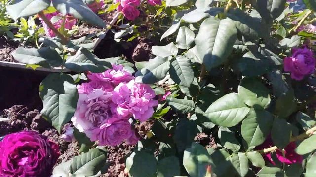 Чайно-гибридная роза Иоганн Вольфганг фон Гёте обзор сорта!!!??? смотреть онлайн