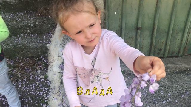 [130] Удивительные цветущие деревья, лианы. Глициния китайская, вистерия. Весенние цветы. 0+