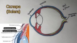 Глазное яблоко часть-1 | Склера | Роговица | Анатомия и гистология