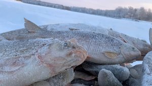 КОМБАЙНЫ И БЕЗМОТЫЛКА В ГЛУХОЗИМЬЕ или СКАЗ О ТОМ, КАК МЫ ДРУЖНОЙ КОМПАНИЕЙ НА ОБЬ ЕЗДИЛИ.