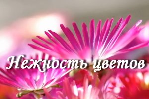 Нежность цветов