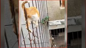 Жидкий кот