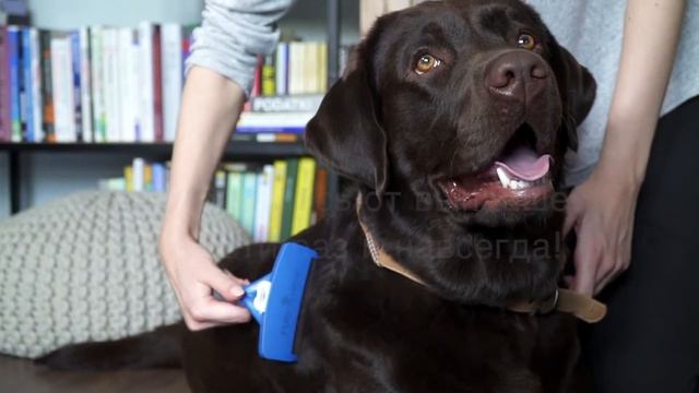 Инструмент FURminator L для крупных собак с короткой шерстью смотреть онлайн