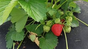 Земляника КСД Лималексия радует вкусом и урожайностью! Омск, 18.06.2023г.