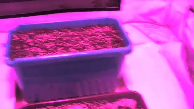 Led grow light 120w (Светодиодная лампа для растений 120 ватт)