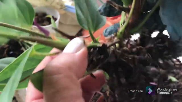 Anturios -Reproducción- II Parte смотреть онлайн