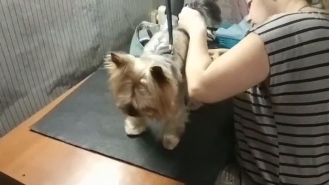 Стрижка йорка. Корейский стиль. Новый имидж для Гарика