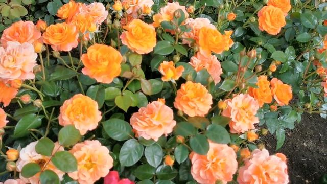 Роза Монинг Сан смотреть онлайн