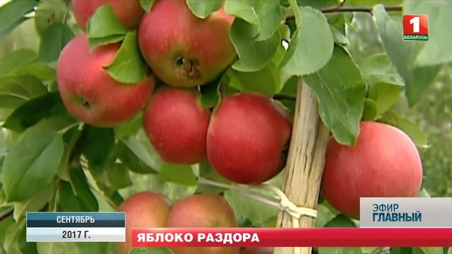 Урожай яблок: куда деть излишки? Главный эфир