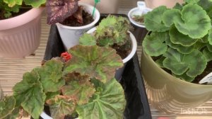 Пеларгонии на даче, вижу огромную разницу в росте!