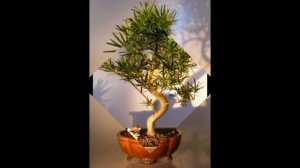 Podocarpus Macrophyllus Bonsai