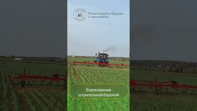 Боронование штригельной бороной АгроИнвестРФ Полевые работы