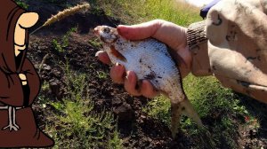 Летняя Рыбалка на реке Сок с берега на донки, ловля Густеры
