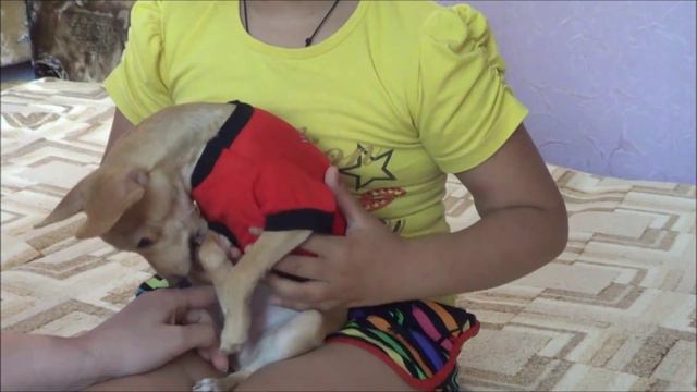 Не вышивка.Зверье мое.Собачья мода. смотреть онлайн