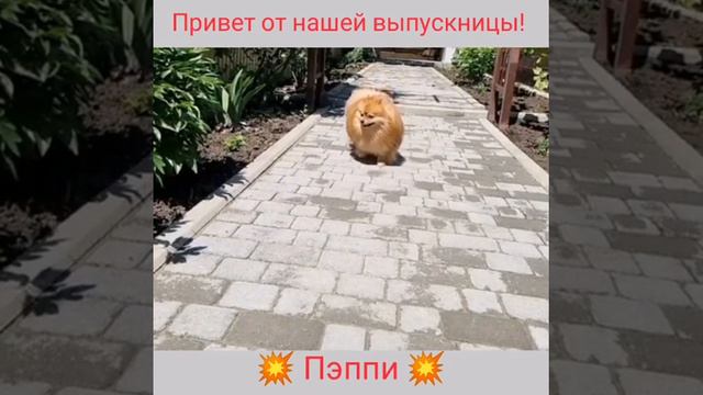 Супер шпицуля!
