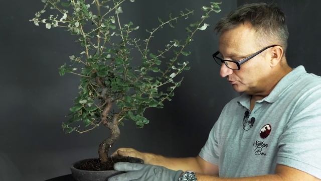 LE CHÊNE LIÈGE EN BONSAÏ ou QUERCUS SUBER? NEJIKAN BONSAI ? смотреть онлайн
